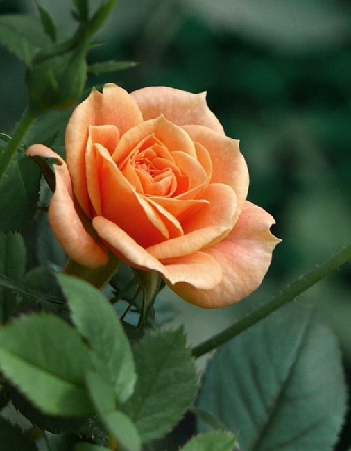 Роза бордюрная Клементина 1 шт
